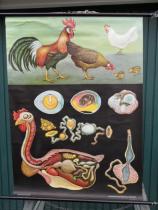 60er Jahre Schulwandkarte | Das Huhn