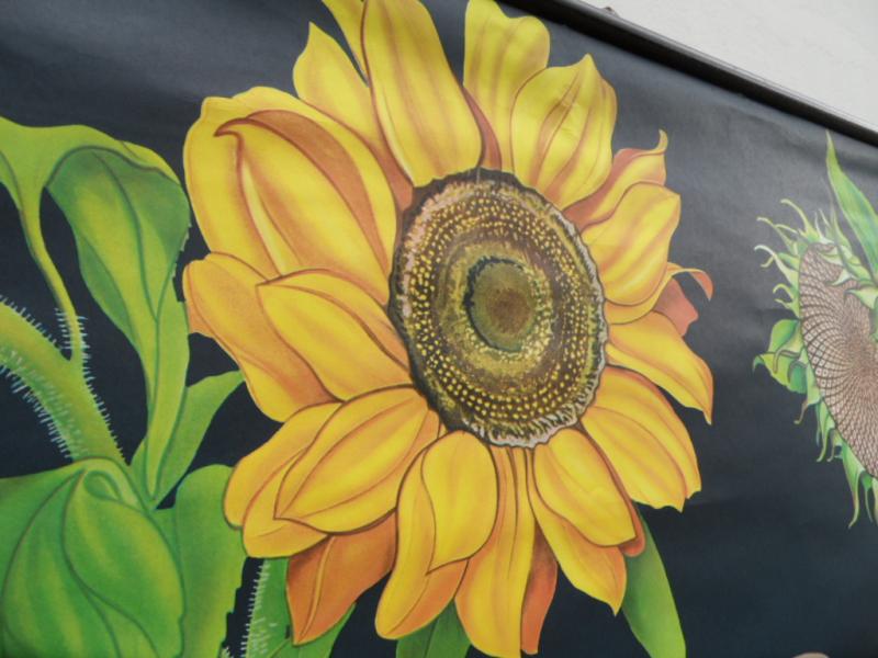 60er Jahre Schulwandkarte | Die Sonnenblume