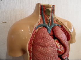 anatomischer Torso  | dt. Hygienemuseum Dresden