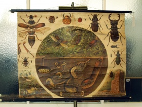 Schulwandkarte | Käfer | 20er Jahre