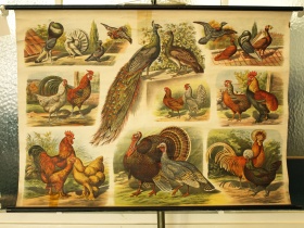 Schulwandkarte | Hühnervögel | 50er Jahre