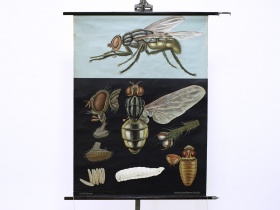  Schulwandkarte | Die Fliege | 60er Jahre