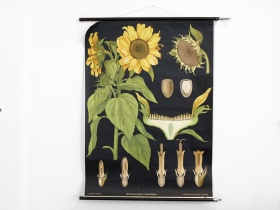 Schulwandkarte | Flora & Fauna | Sonnenblume