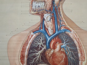  Schulwandkarte | Innere Organe