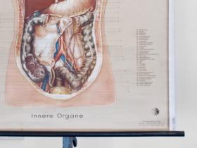  Schulwandkarte | Innere Organe
