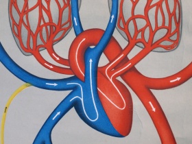  Schulwandkarte | Atmung & Blutkreislauf